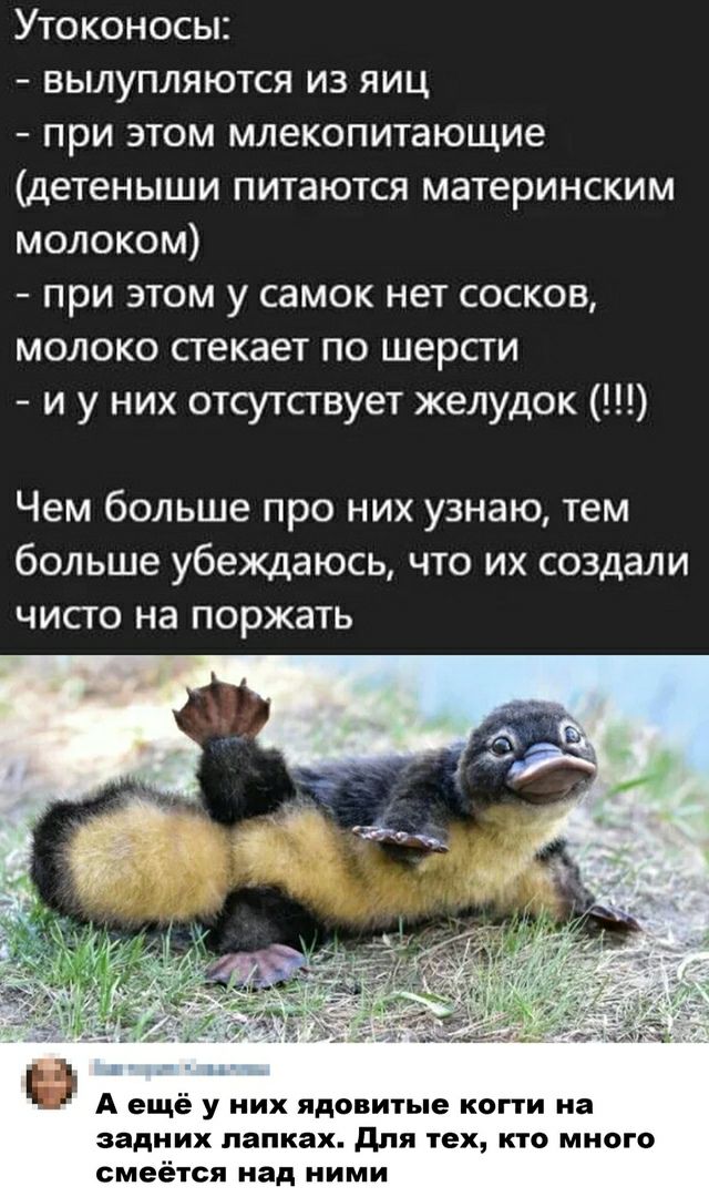 Утоконосы вылупляются из яиц при этом млекопитающие детеныши питаются материнским молоком при этом у самок нет сосков молоко стекает по шерсти и у них отсутствует желудок Чем больше про них узнаю тем больше убеждаюсь что их создали чисто на поржать А ещё у них ядовитые когти на задних лапках для тех кто много смеётся над ними