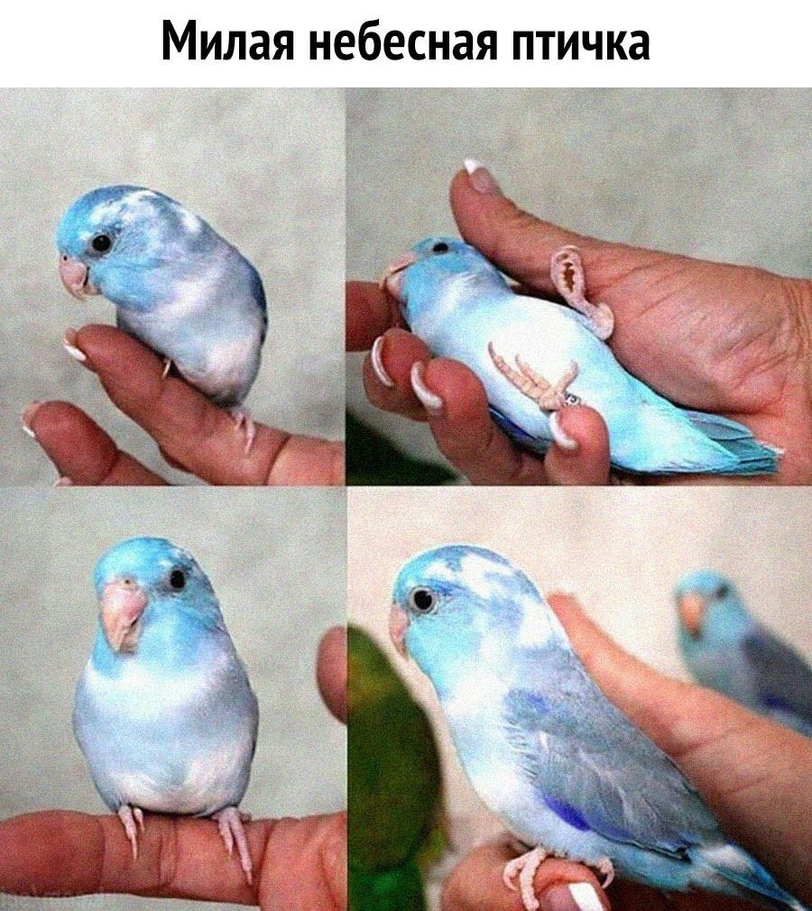 Милая небесная птичка