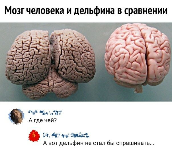 Мозг человека и дельфина в сравнении Ъл А где чей И съ А вот дельфин не стал бы спрашивать
