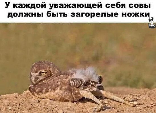 У каждой уважающей себя совы должны быть загорелые ножки
