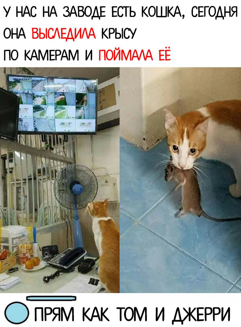 у НАС НА ЗАВОАЕ ЕСТЬ КОШКА СЕГОДНЯ ОНА крысу по КАМЕРАМ и
