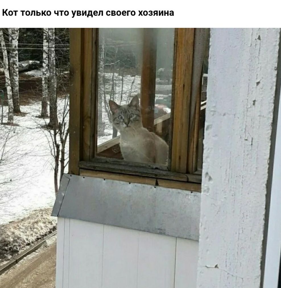 КОТ ТОЛЬКО ЧТО увидел своего хозяина