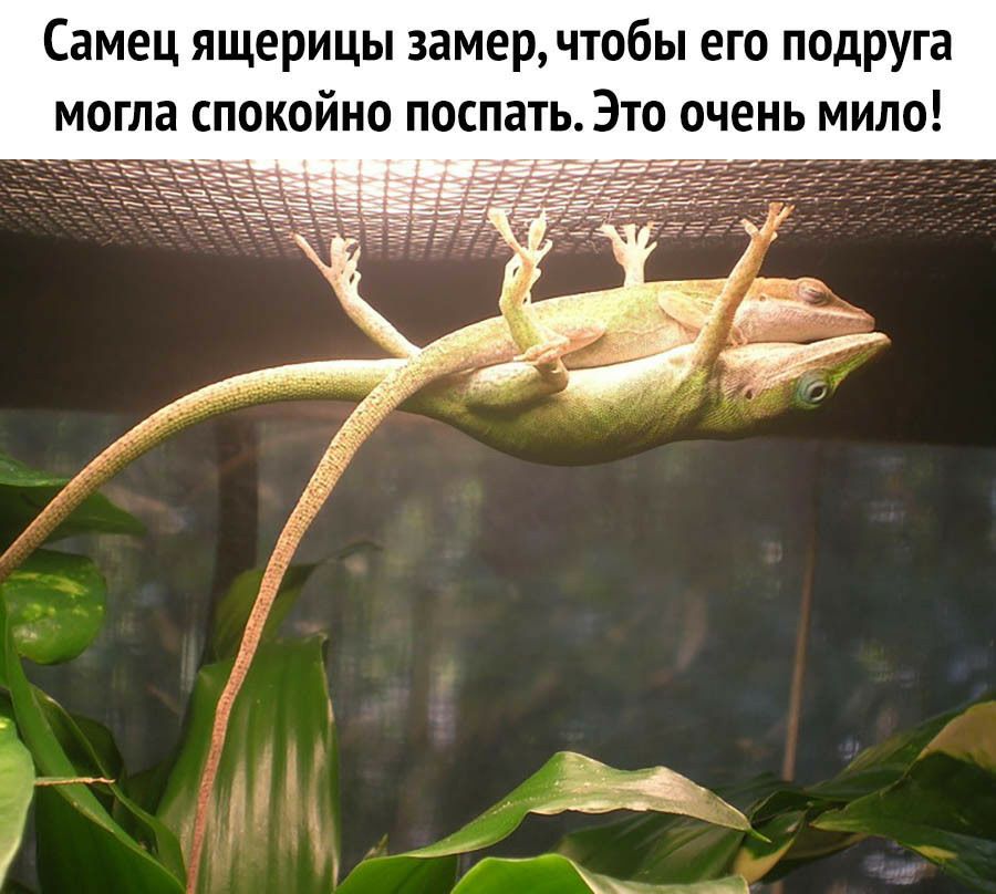 Самец ящерицы замер чтобы его подруга могла спокойно поспать Это очень мило