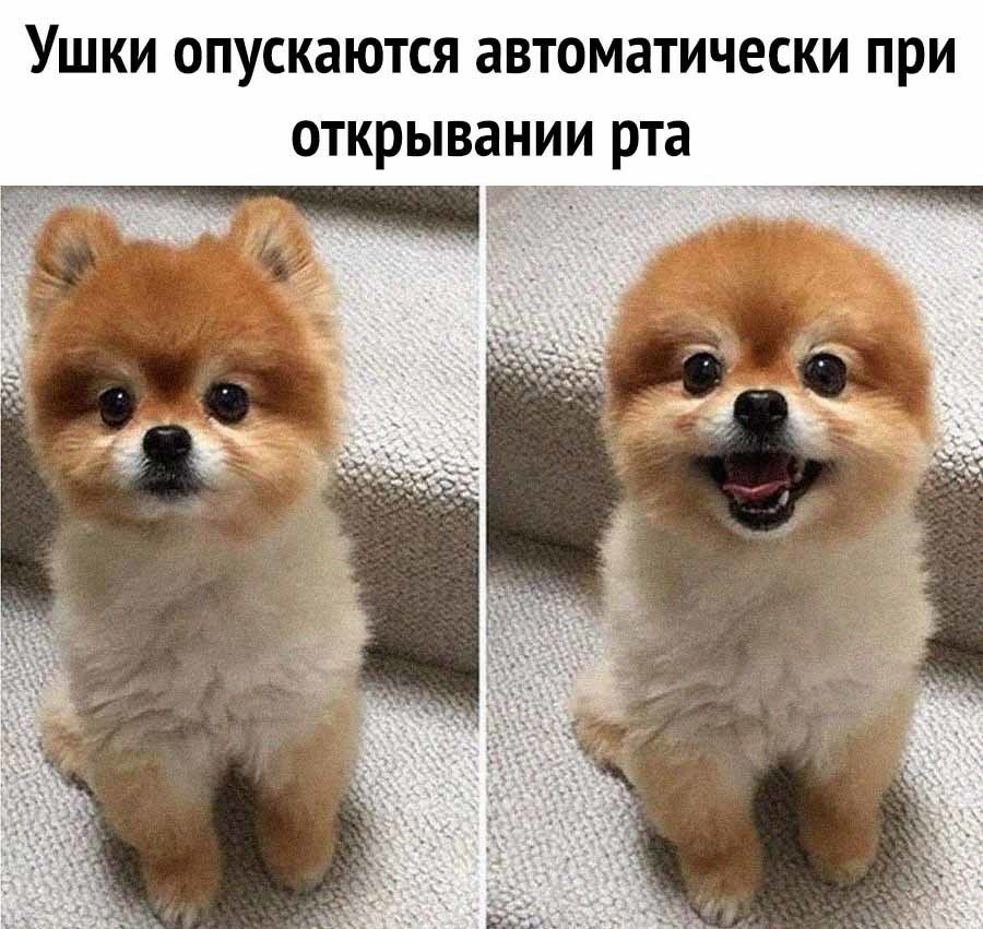 Ушки опускаются автоматически при открывании рта