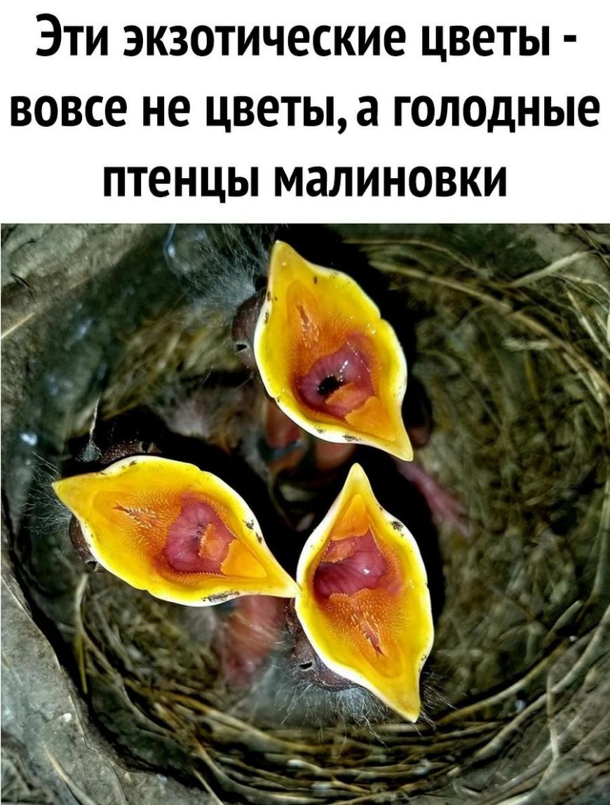 Эти экзотические цветы вовсе не цветы а голодные птенцы малиновки