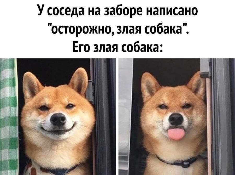 У соседа на заборе написано осторожно злая собака Его злая собака