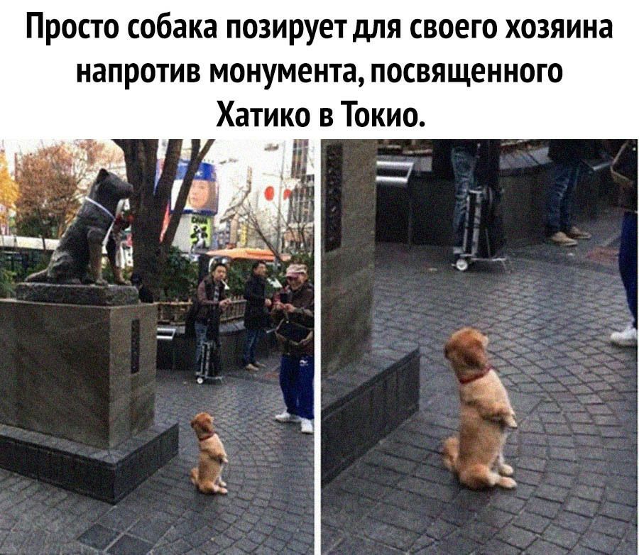 Просто собака позирует для своего хозяина напротив монумента посвященного Хатико в Токио дх