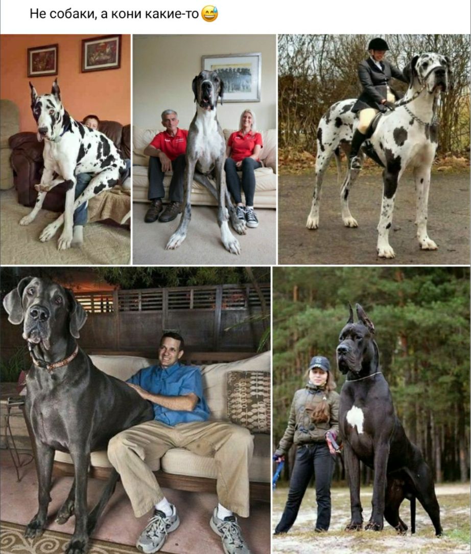 Не собаки а кони какиейтоь