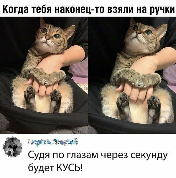 Когда тебя наконец то взяли на ручки в Судя по глазам через секунду будет КУСЬ