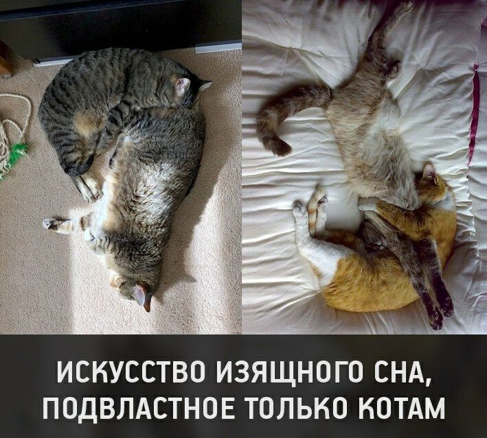 ИСКУССТВО ИЗЯЩНОГО СНА ПОДВЛАСТНОЕ ТОЛЬКО КОТАМ