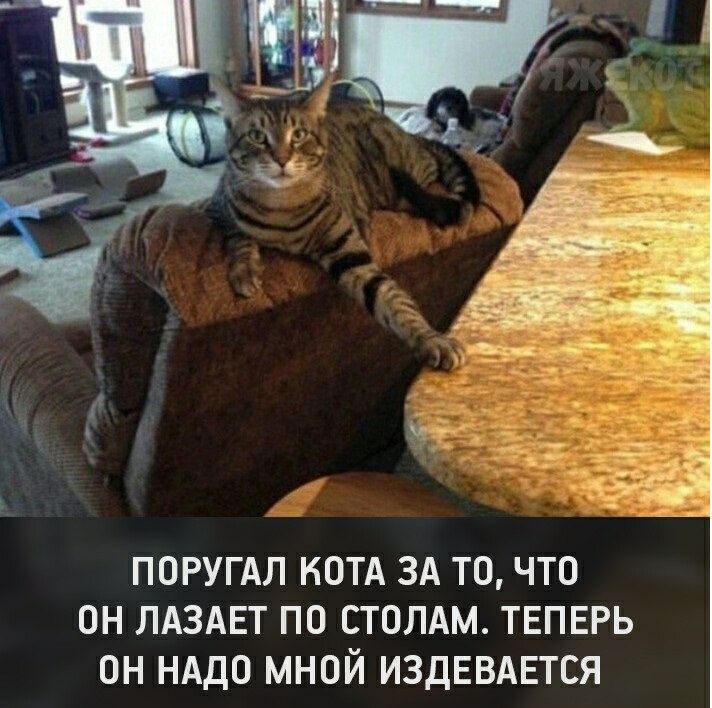 ПОРУГАЛ КОТА ЗА ТО ЧТО ОН ЛАЗАЕТ ПО СТОЛАМ ТЕПЕРЬ ОН НАДО МНОЙ ИЗДЕВАЕТСЯ