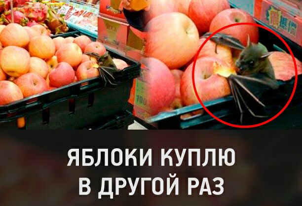 ЯБЛОКИ КУПЛЮ В ДРУГОЙ РАЗ