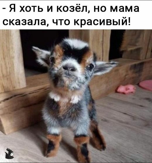 Я хоть и козёл но мама сказала что красивый