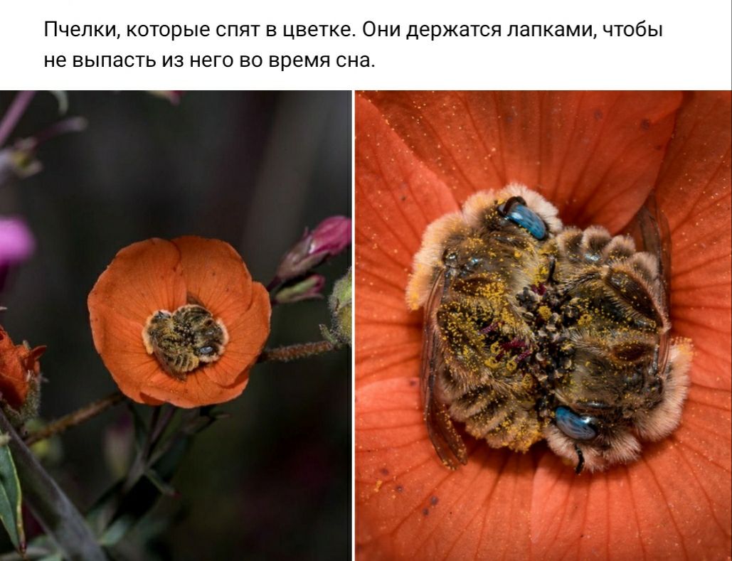 ПЧЭЛКИ которые СПЯТ В ЦВЭТКЭ ОНИ держатся ЛЭПКЭМИ ЧТОбЫ не ВЫПЭСТЬ ИЗ него ВО время сна