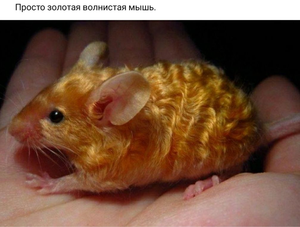 ПРОСТО ЗОЛОТЭЯ ВОПНИСТЭЯ МЫШЬ