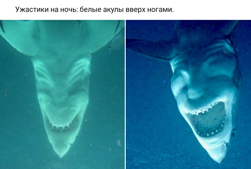 УЖЗСТИКИ Нд НОЧЬ белые ЭКУЛЫ вверх ногами