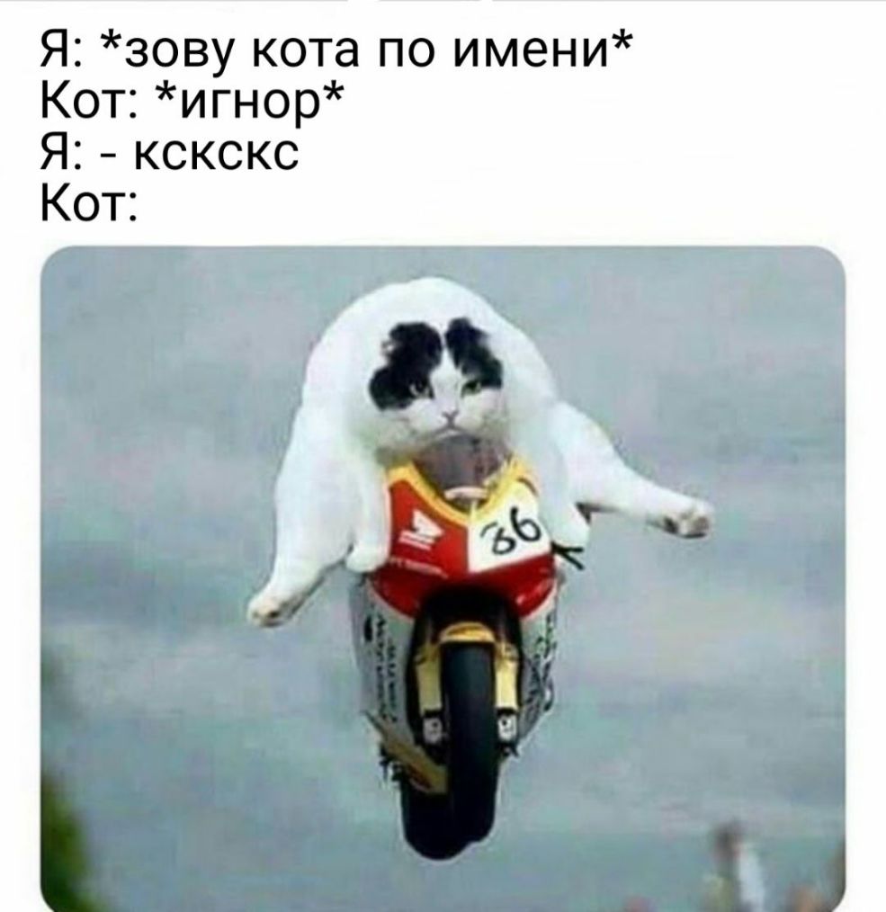 Я зову кота по имени Кот игнор Я кскскс Кот