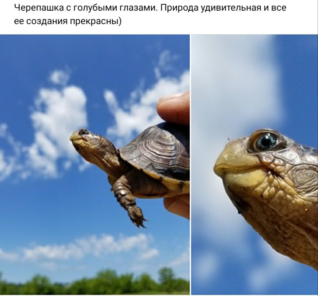 Черепашка с голубыми глазами Природа удивительная и все ее создания прекрасны