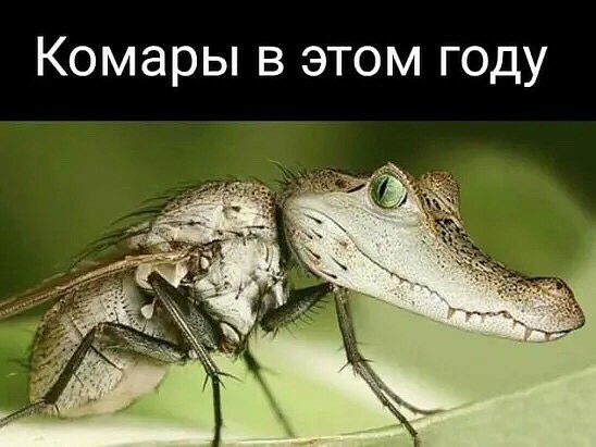 Комары в этом году