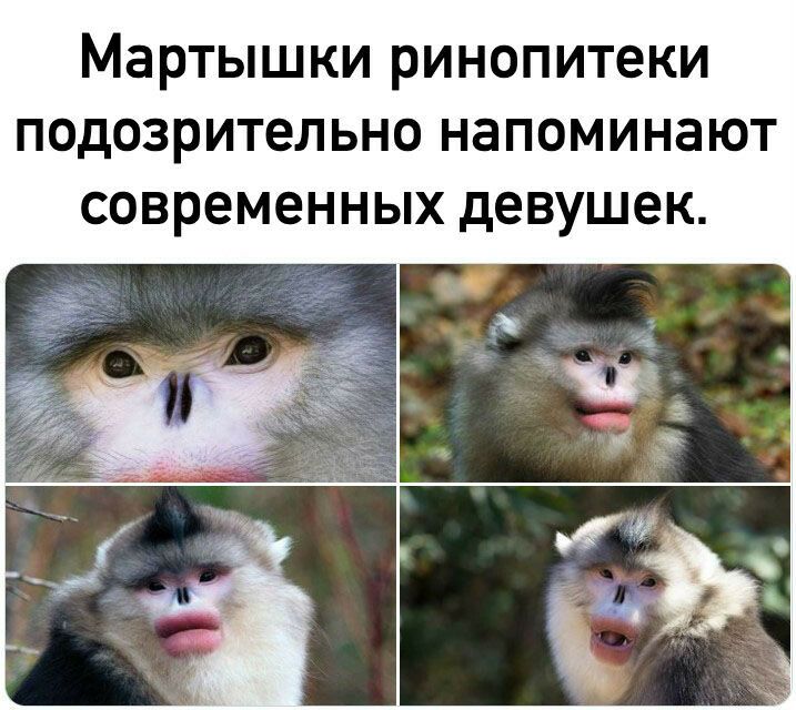 Мартышки ринопитеки подозрительно напоминают современных девушек