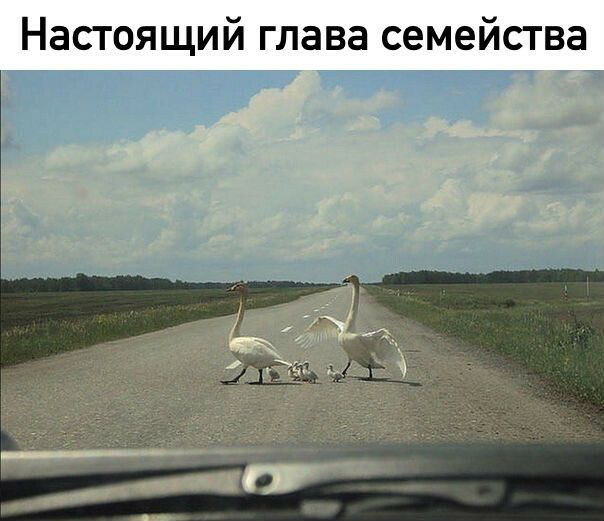 Настоящий глава семейства