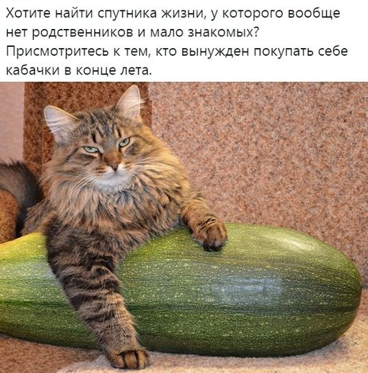 Хотите найти спутника жизни у которого вообше нет РОДСТЕЕННИКОЕ И МЭЛО ЗНЗКОМЫХ ПрИСМОТрИТеСЬ К ТЕМ КТО ВЫНУХЩЭН ПОКУПЗТЬ себе кабачки в конце лета