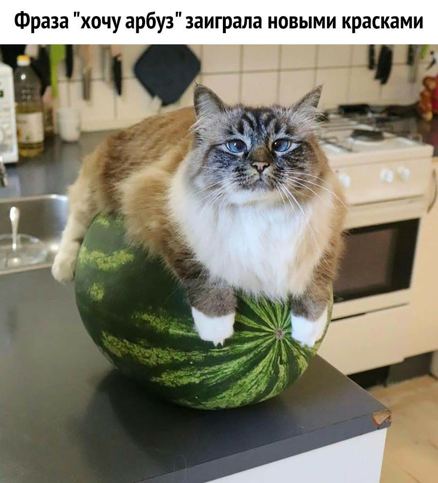 Фраза хочу арбуз заиграла новыми красками В