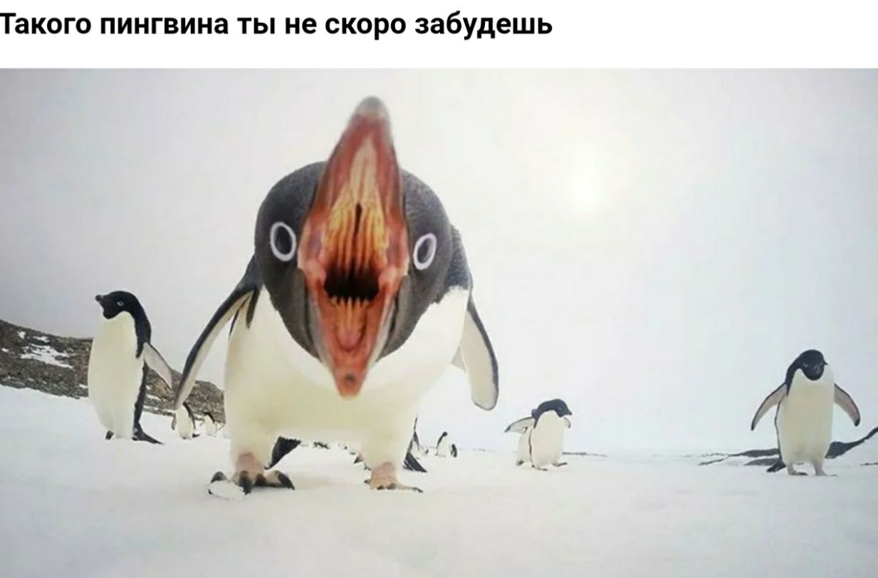Такого пингвина ты не скоро забудешь