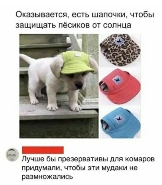Оказывается есть шапочки чтобы защищать пёсиков от солнца Лучше бы презервативы для комаров придумали чтобы эти мудаки не размножались