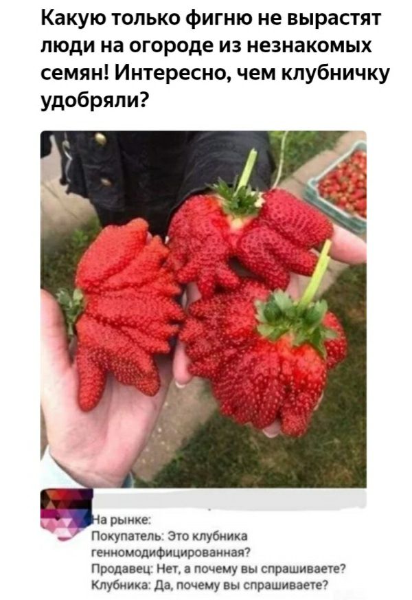 Какую только фигню не вырастят люди на огороде из незнакомых семян Интересно чем клубничку удобряли а рынке Покупаіепь Эш клубника геииомодиФицироваииая продавец Ни а почему вы спрашивает7 Клубника Да почему вы спрашивает