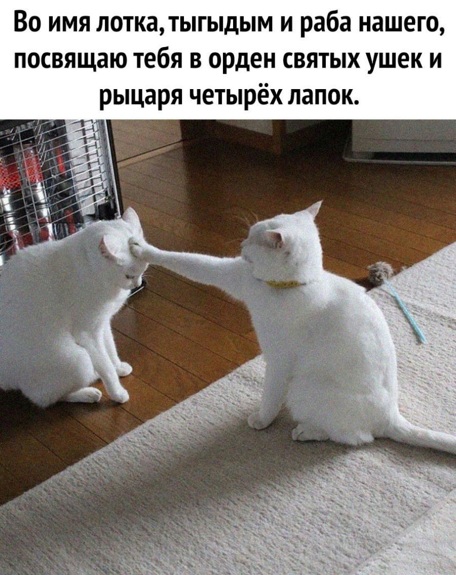 Во имя лотка тыгыдым и раба нашего посвящаю тебя в орден святых ушек и рыцаря четырёх лапок