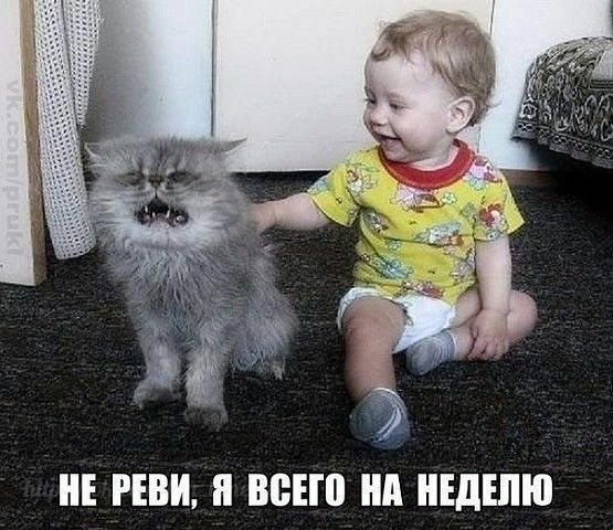 НЕ РЕВИ н ВВЕЮ нп НЕДЕЛЮ