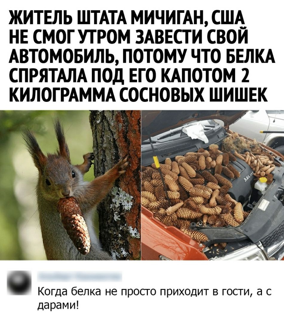 ЖИТЕЛЬ ШТАТА МИЧИГАН США_ НЕ СМОГ УТРОМ ЗАВЕСТИ СВОЙ АВТОМОБИЛЬ ПОТОМУ ЧТО БЕЛКА СПРЯТАЛА ПОД ЕГО КАПОТОМ 2 КИЛОГРАММА СОСНОВЫХ ШИШЕК 0 Когда белка не просго приходит в гости а с дарами