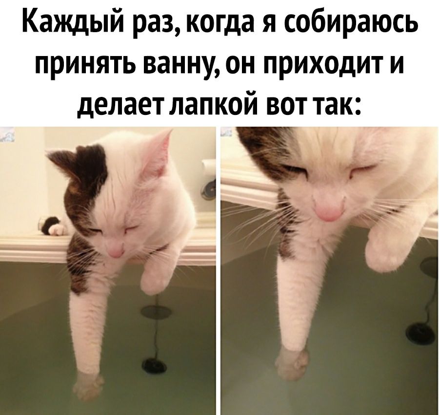 Каждый раз когда я собираюсь принять ванну он приходит и делает лапкой вот так