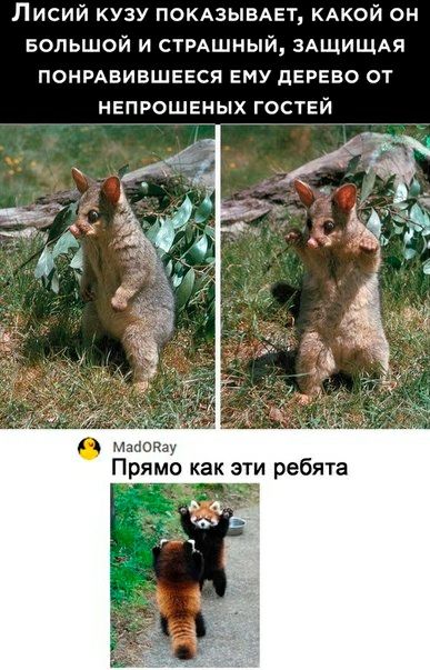 Лисий кузу покюыыет кдкой он БОЛЬШОЙ и СТРАШНЫЙ ЗАЩИЩАЯ понмвившвеся ЕМУ дерево от непрошеных гоствй Прямо как эти ребята
