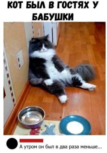 кот выд в гостях у двушки А пром он был в два раза меньше
