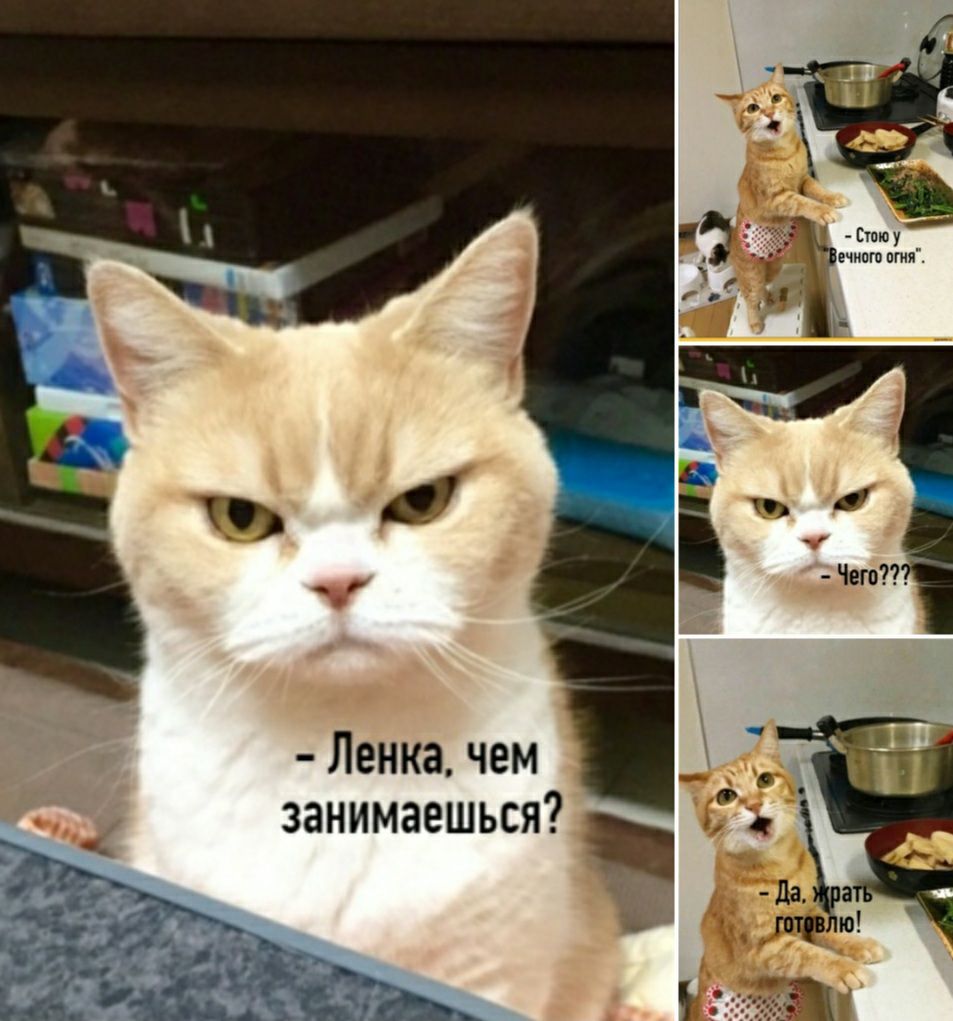 вчиогп отп г Ленка чем