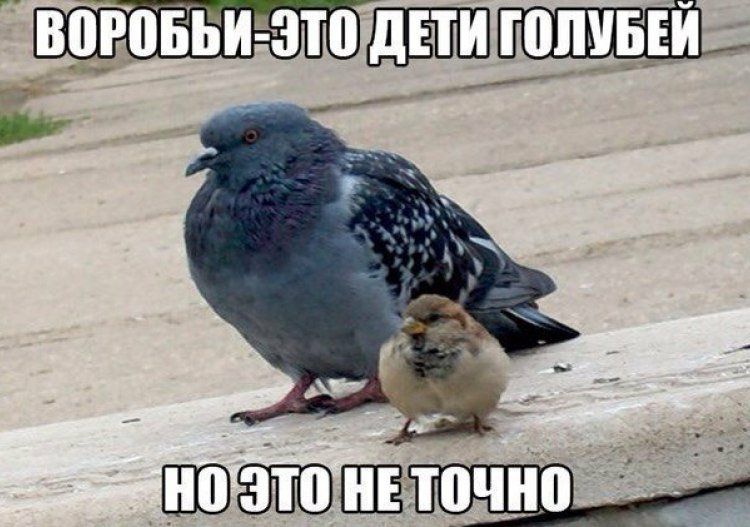 вппБВиэто