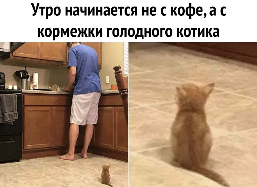 Утро начинается не с кофе картинки с котом