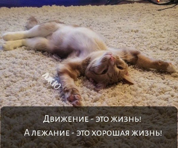 ДВИЖЕНИЕ ЭТО ЖИЗНЬ АЛЕЖАНИЕ ЭТО ХОРОШАЯ ЖИЗНЬ