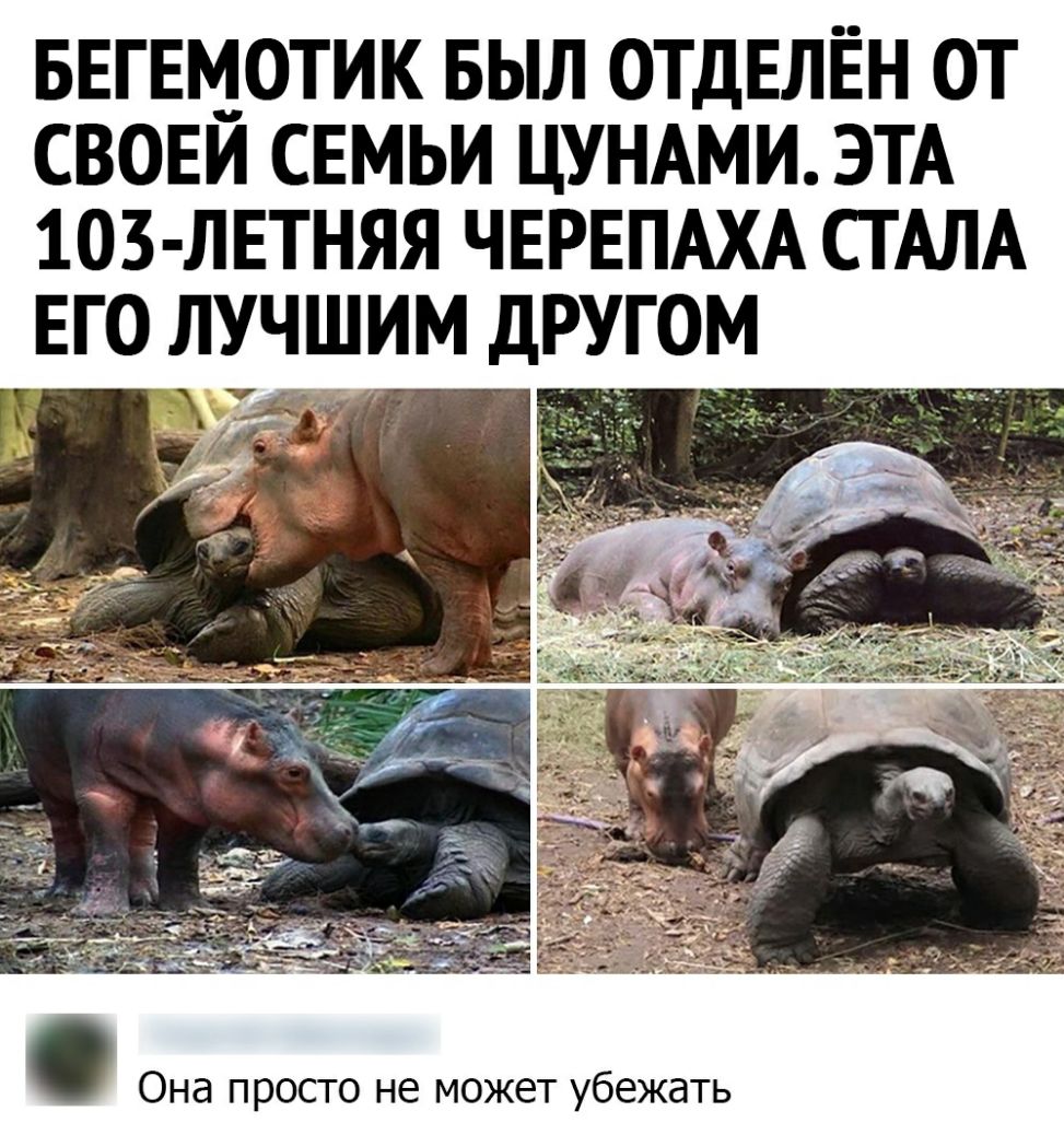 БЕГЕМОТИК БЫЛ ОТДЕЛЕН ОТ СВОЕИ СЕМЬИ ЦУНАМИ ЭТА 103 ЛЕТНЯЯ ЧЕРЕПАХА СТАЛА ЕГО ЛУЧШИМ дРУГОМ Она просто не может убежать