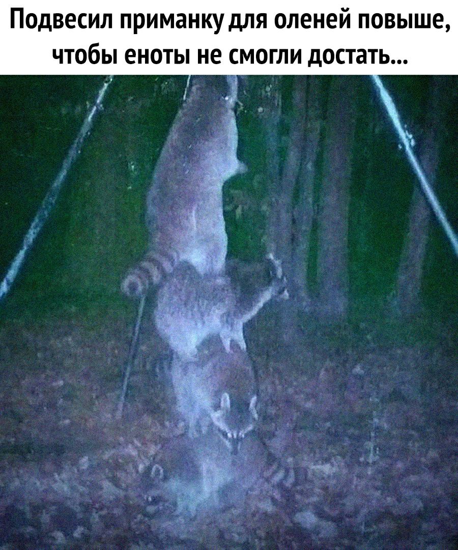 Подвесил приманку для оленей повыше чтобы еноты не смогли достать