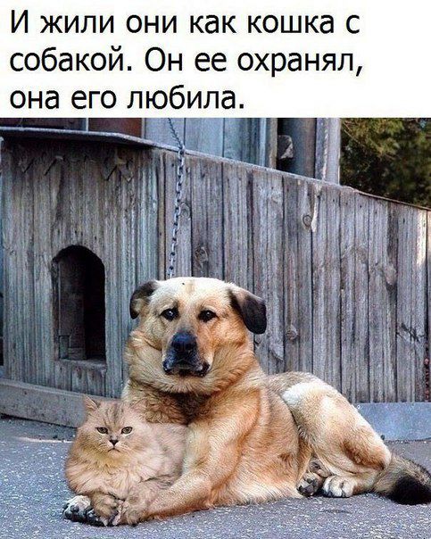 И жили они как кошка с собакой Он ее охранял она его любила
