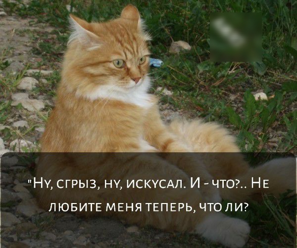 НУ сгрыз ну искусдл И чтож НЕ лювитв мвня теперь что ли і