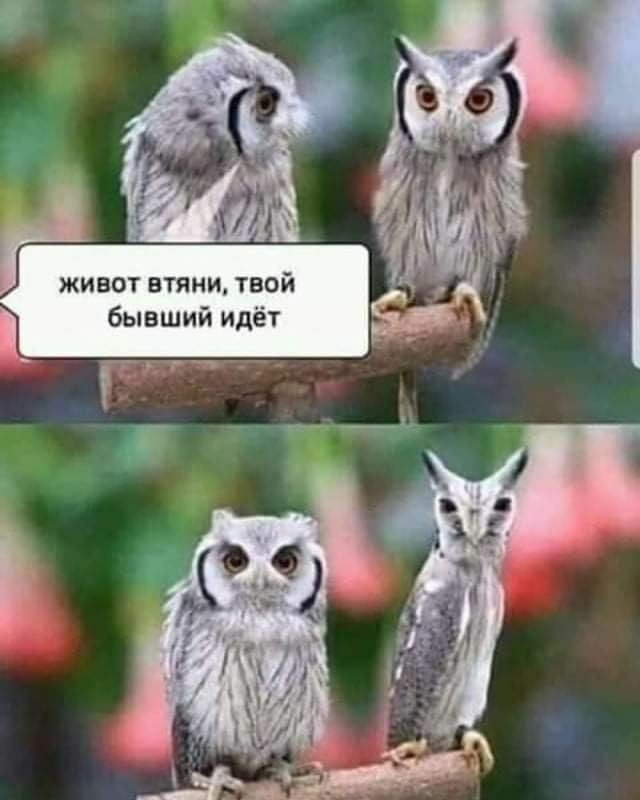 ц животвтянитвой бывший идёт