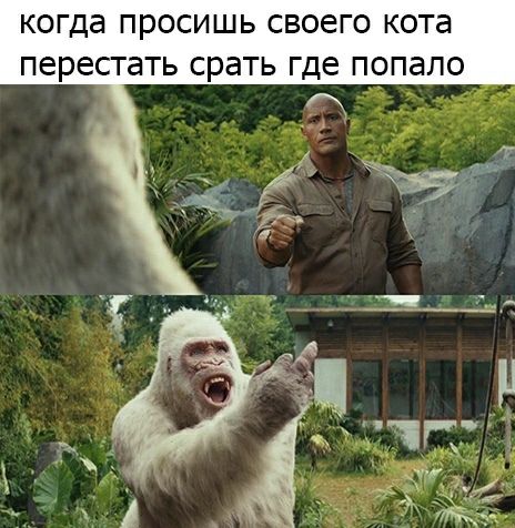 когда ПРОСИШЬ своего кота ПЕРЕСТЭТЬ срать где попало