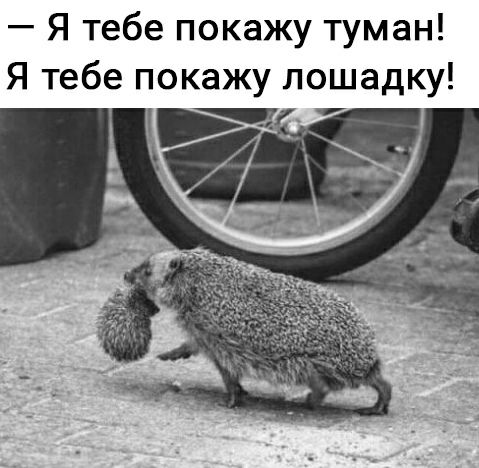 Я тебе покажу туман Я тебе покажу лошадку