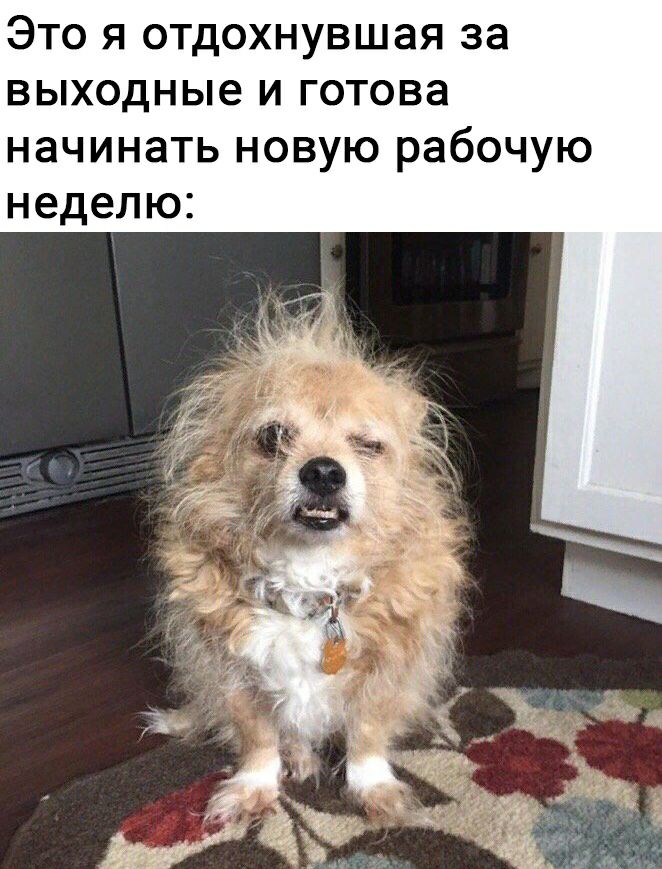 Это я отдохнувшая за выходные и готова начинать новую рабочую неделю
