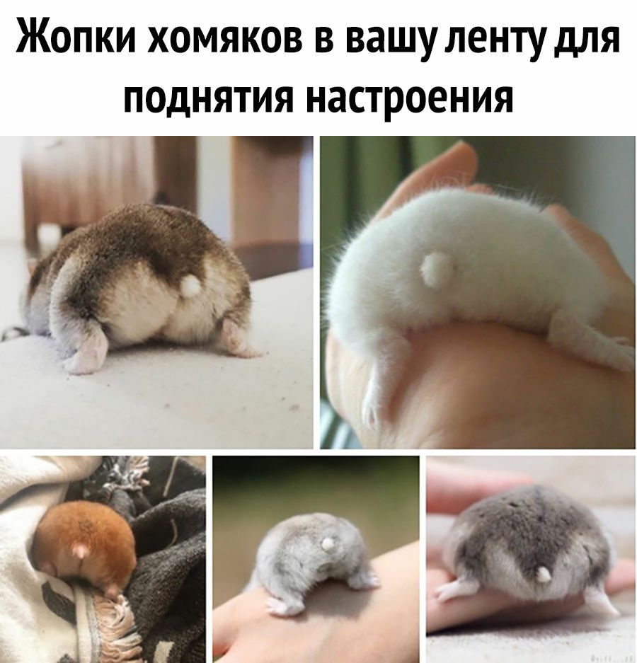 Жопки хомяков в вашуленту для поднятия настроения