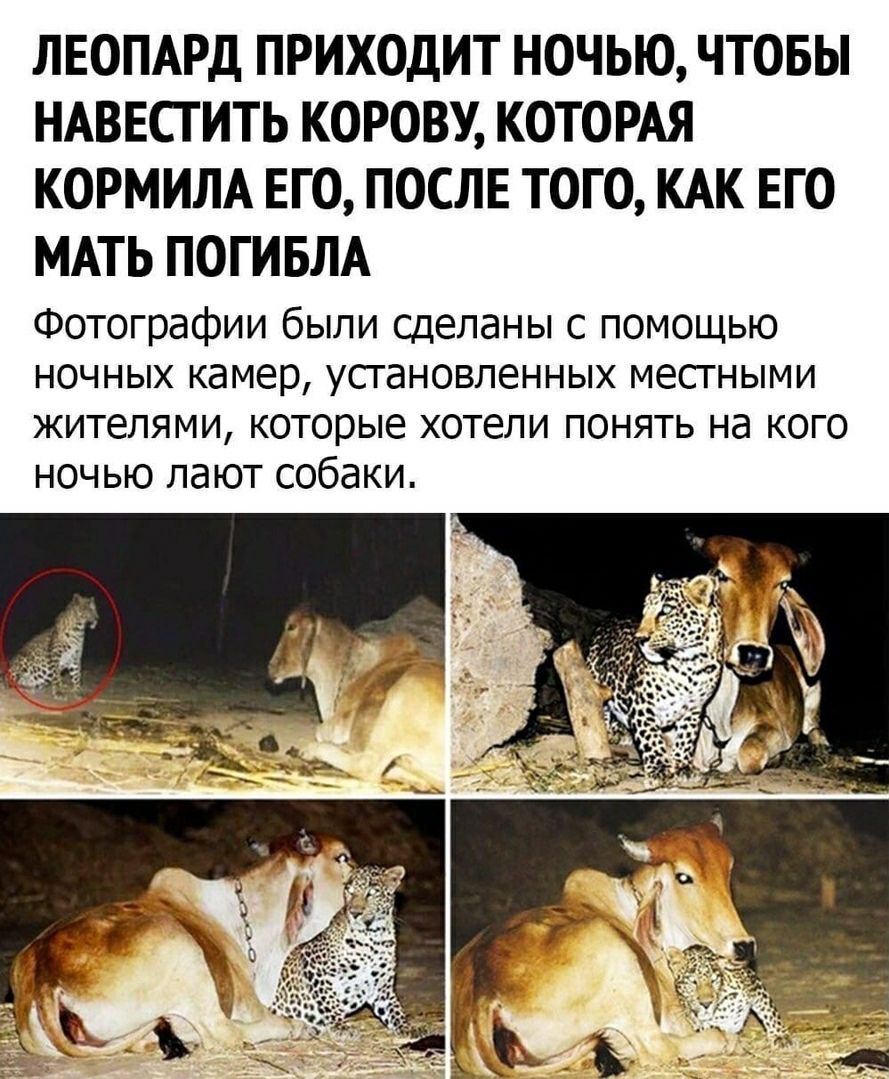 ЛЕОПАРД ПРИХОДИТ НОЧЬЮ ЧТОБЫ НАВЕСГИТЬ КОРОВУ КОТОРАЯ КОРМИЛА ЕГО ПОСЛЕ ТОГО КАК ЕГО МАТЬ ПОГИБЛА Фотографии были сделаны с помощью ночных камер усгановленных месгными жителями которые хотели понять на кого ночью лают собаки
